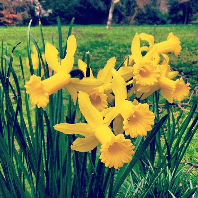 A few deep breaths of spring. At this time of year it is so important to get outside and into whatever slice of nature you can find! #yoga #wellbeing #tips #spring #seasons #health #vitality #soakitup #sunshine