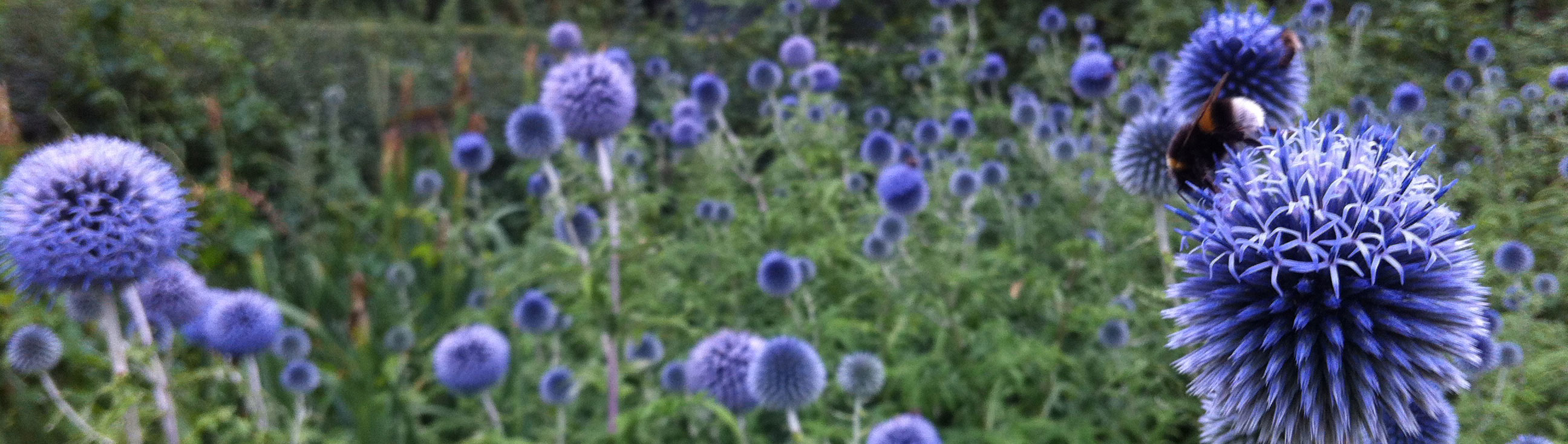 Hum like a bee to reduce stress and boost your immune system