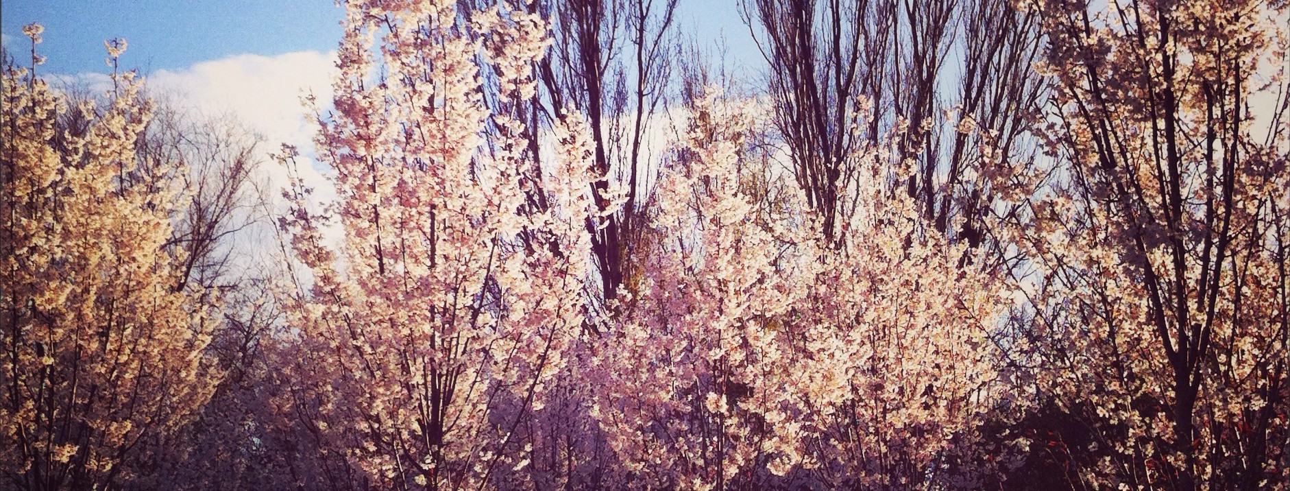 The Migraine Beating, Brain Balancing Breath